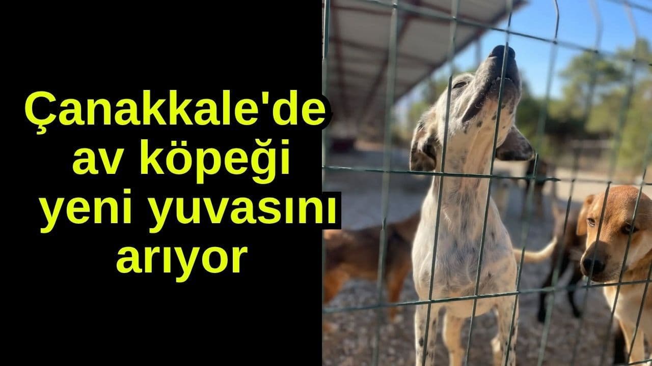 Çanakkale'de Av Köpeği Yeni Yuvasını Arıyor