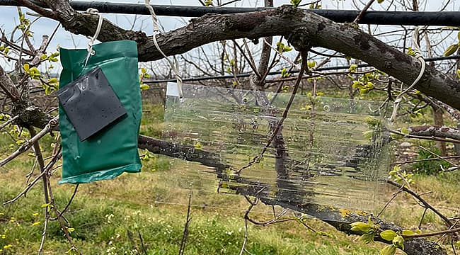 Kahverengi Kokarca ile Tuzakla Takip Çalışmaları Başlatıldı