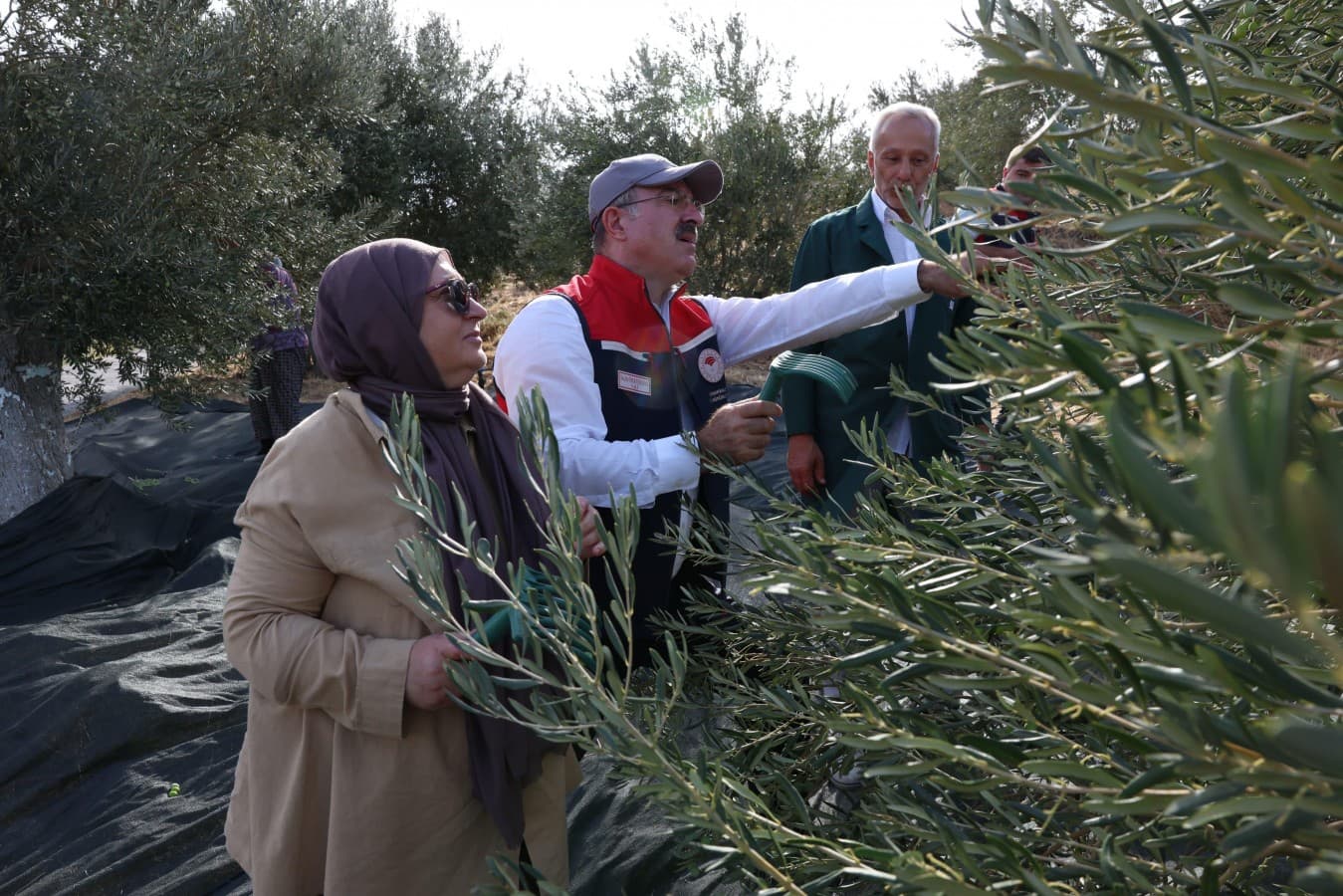Ayvacık’da İlk Erken Zeytin Hasadı Gerçekleştirildi