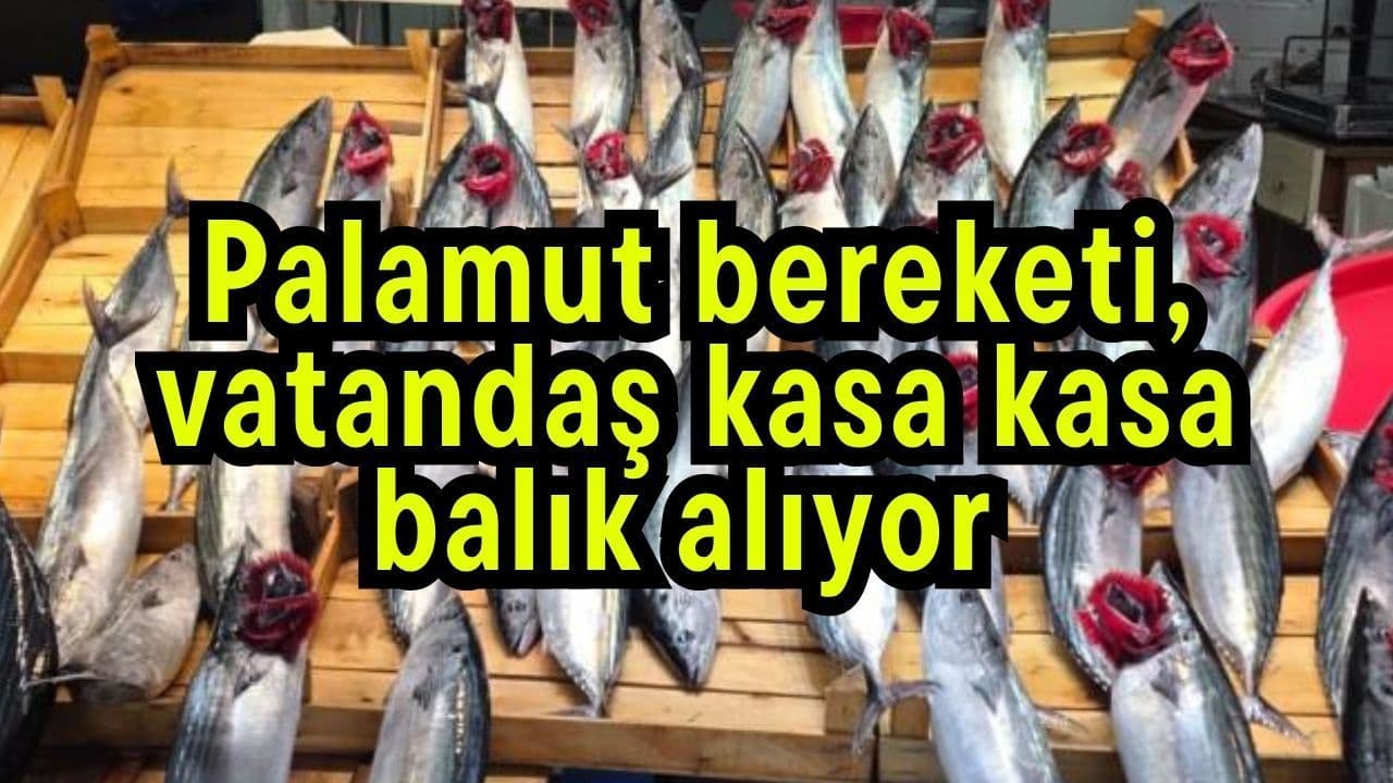 Palamut bereketi, yurttaş kasa kasa balık alıyor (Video)
