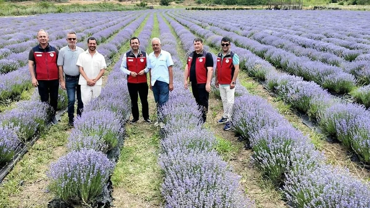 Çanakkale'de Tarım ve Orman Müdürü Lavanta Bahçelerini Ziyaret Etti