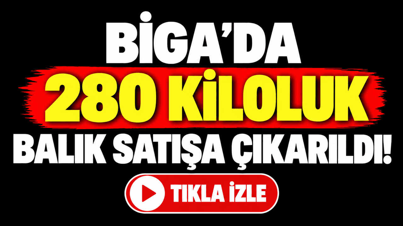 Biga’da 280 kg’lık Dev Orkinos Satışa Çıktı!