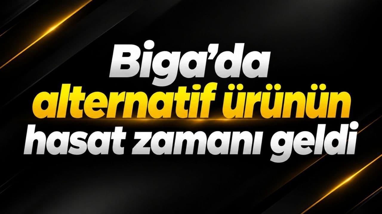 Biga'da Badem Hasadı Coşkusu: Alternatif Tarımın Yıldızı Toprağa Bereket Saçıyor