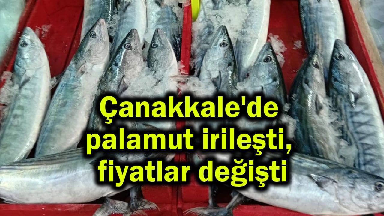 Çanakkale'de Palamut Sezonunda Fiyatlar Yükseldi, Balık Seçenekleri Artıyor