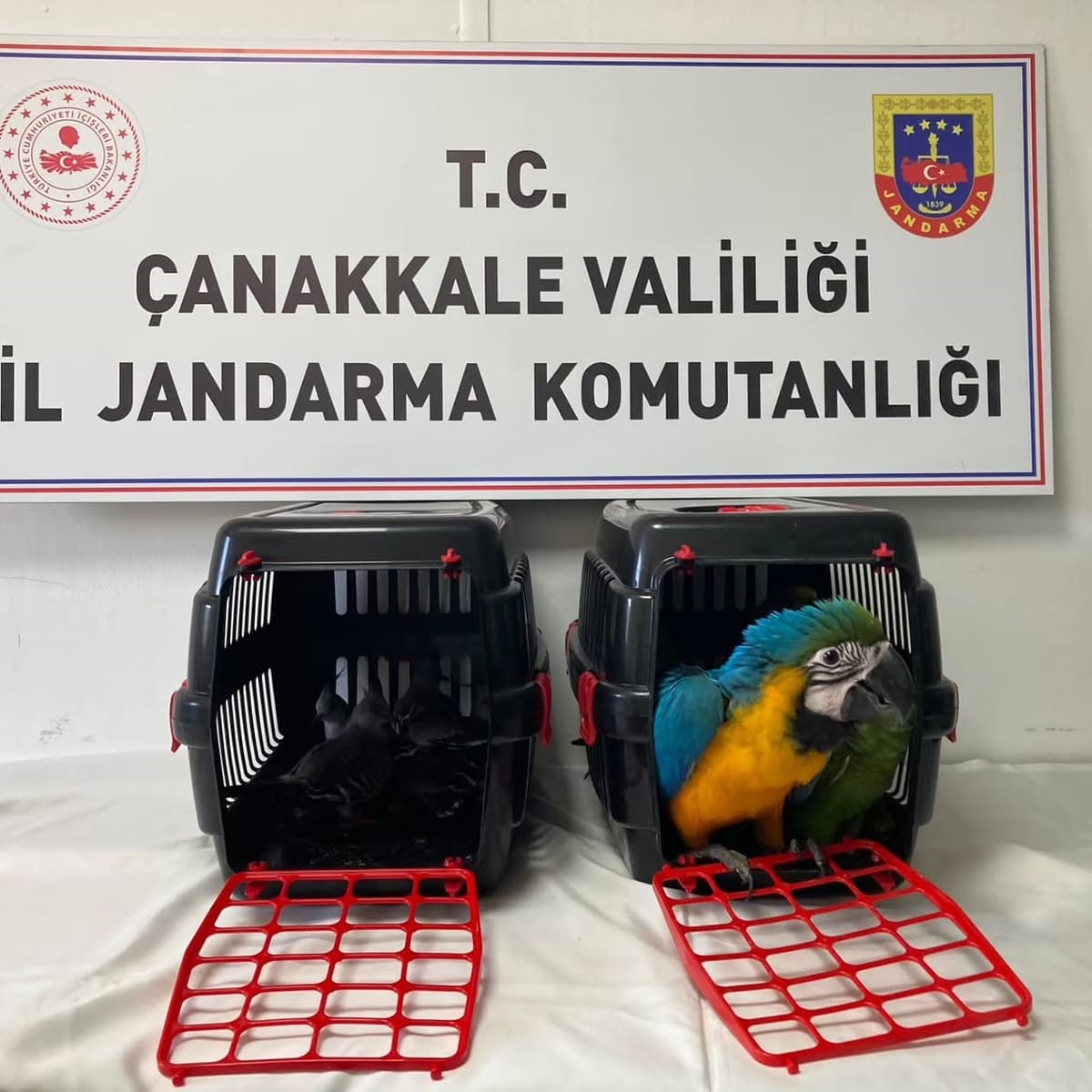 Çanakkale 1915 Köprüsü'nde Şüpheli Araçta 9 Nesli Tehlikede Olan Kuşa El Konuldu