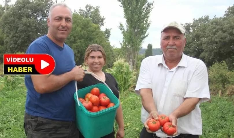 Çanakkale'nin Ünlü Domatesi Kiralık Topraklarda Yetiştiriliyor