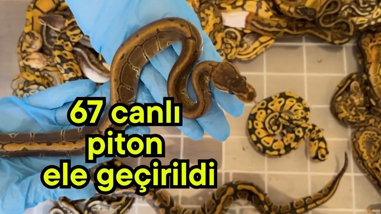 67 canlı piton ele geçirildi