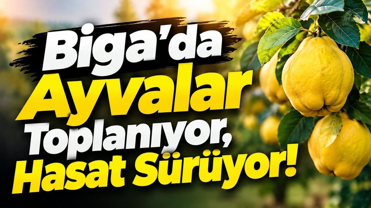 Biga’da Ayva Hasatı Başladı: Kapanbelen’de Çalışmalar Devam
