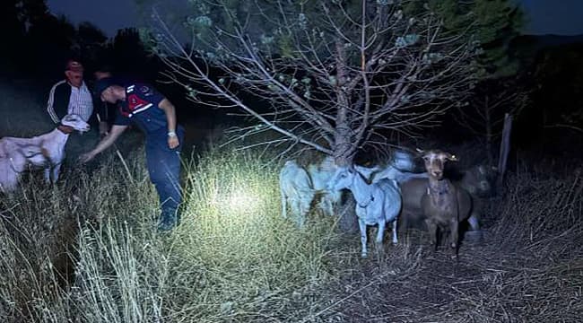 KAYIP KEÇİLER 2 KİLOMETRE UZAKLIKTA BULUNDU