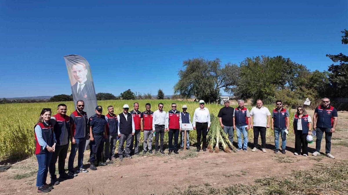 Bayramiç'te 7 Yerli Susam Çeşidi Makineli Hasatla Üçüncü Yıl Deneyi