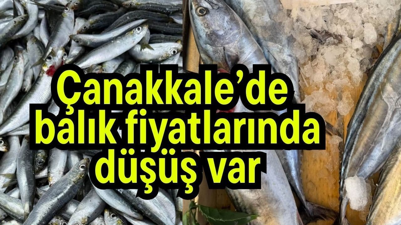 Çanakkale Balık Pazarlarında Yüzler Gülüyor: Palamut ve Sardalya Fiyatları Adeta Dibine Vurdu!