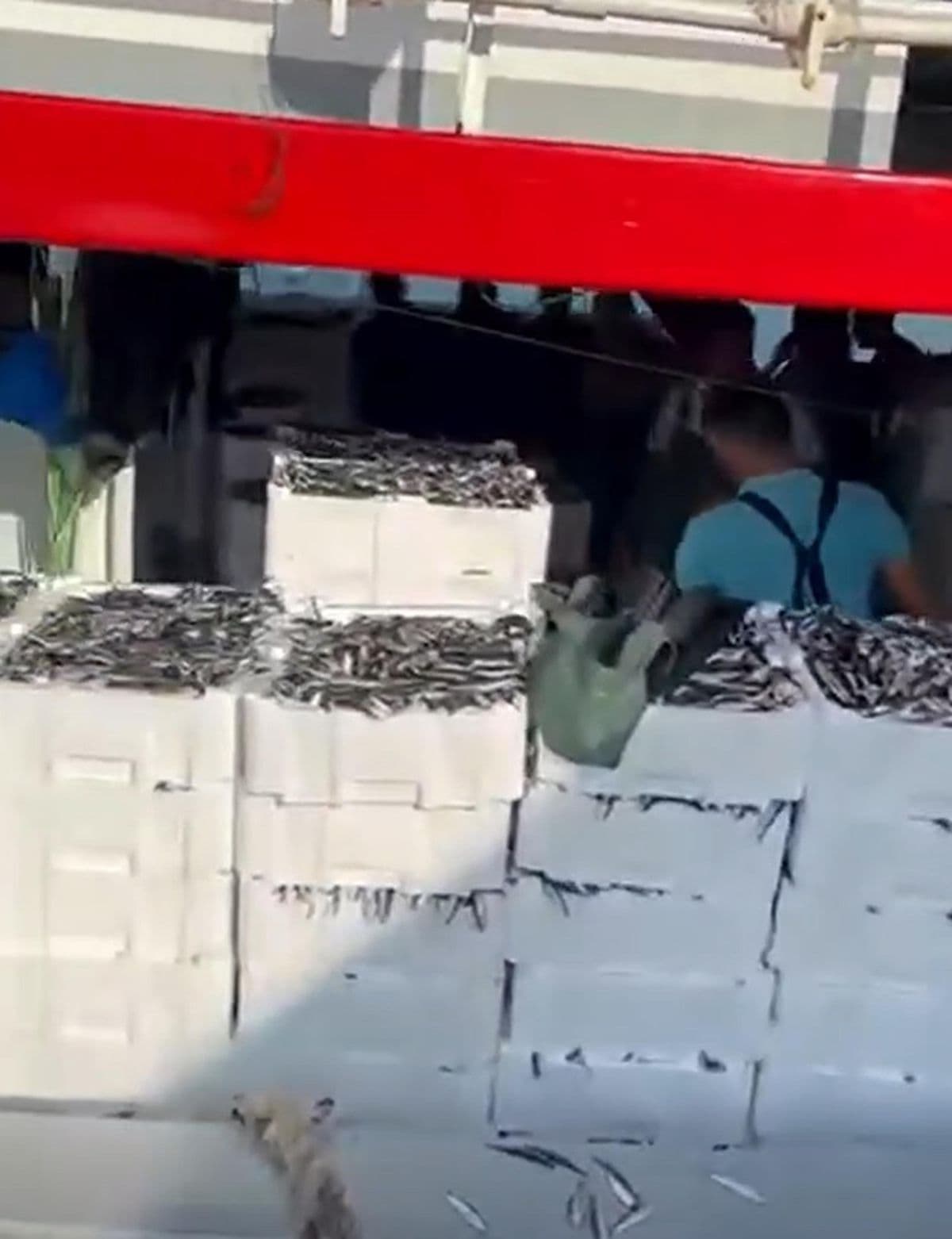 Gelibolu’da Gırgır Teknesiyle 1500 Kasa Sardalya Avlandı – Çanakkale