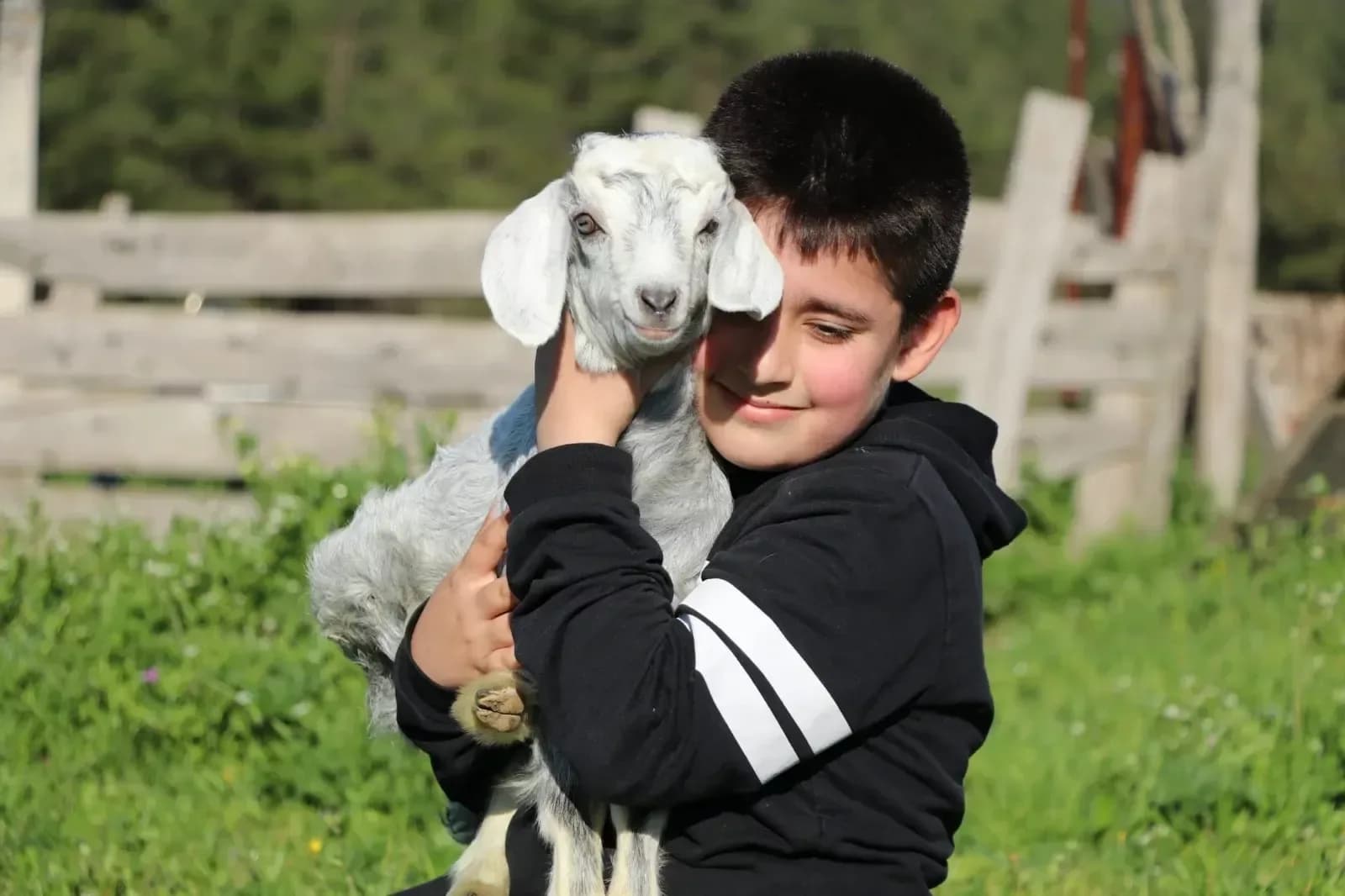 Lapseki'de Minik Çobanlar Yarışacak