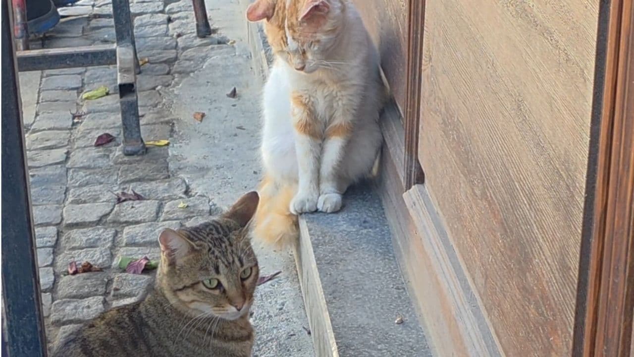 Çanakkale'de Kedi-Fare Olayı: Saraçlar Caddesi'nde İlginç Görüntüler