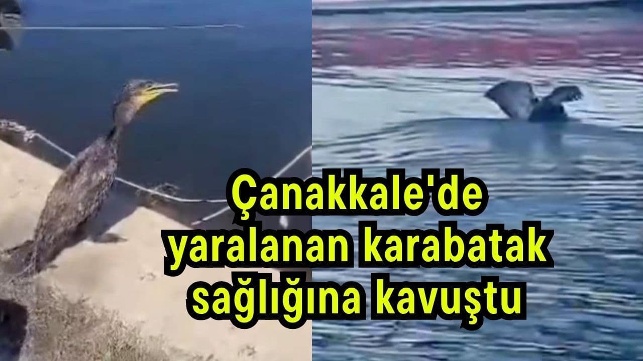 Çanakkale'de Karabatak Yara Giderildi: Sağlığına Kavuştu