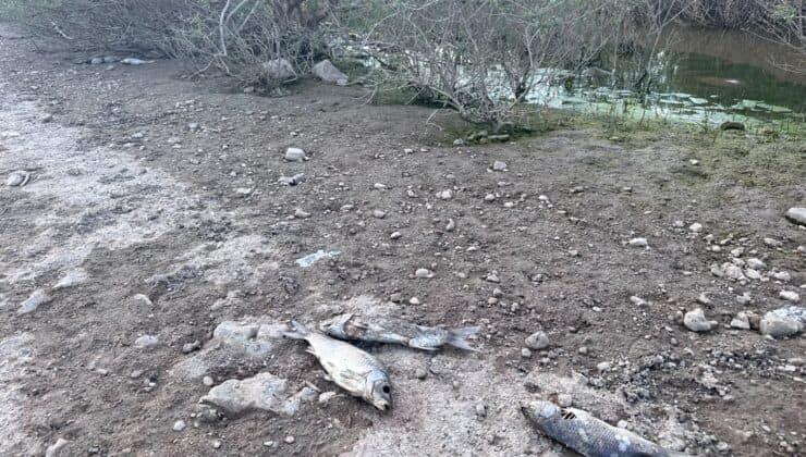 Ayvacık Barajı’nda Gözlemlenen Toplu Balık Ölümü Olayı