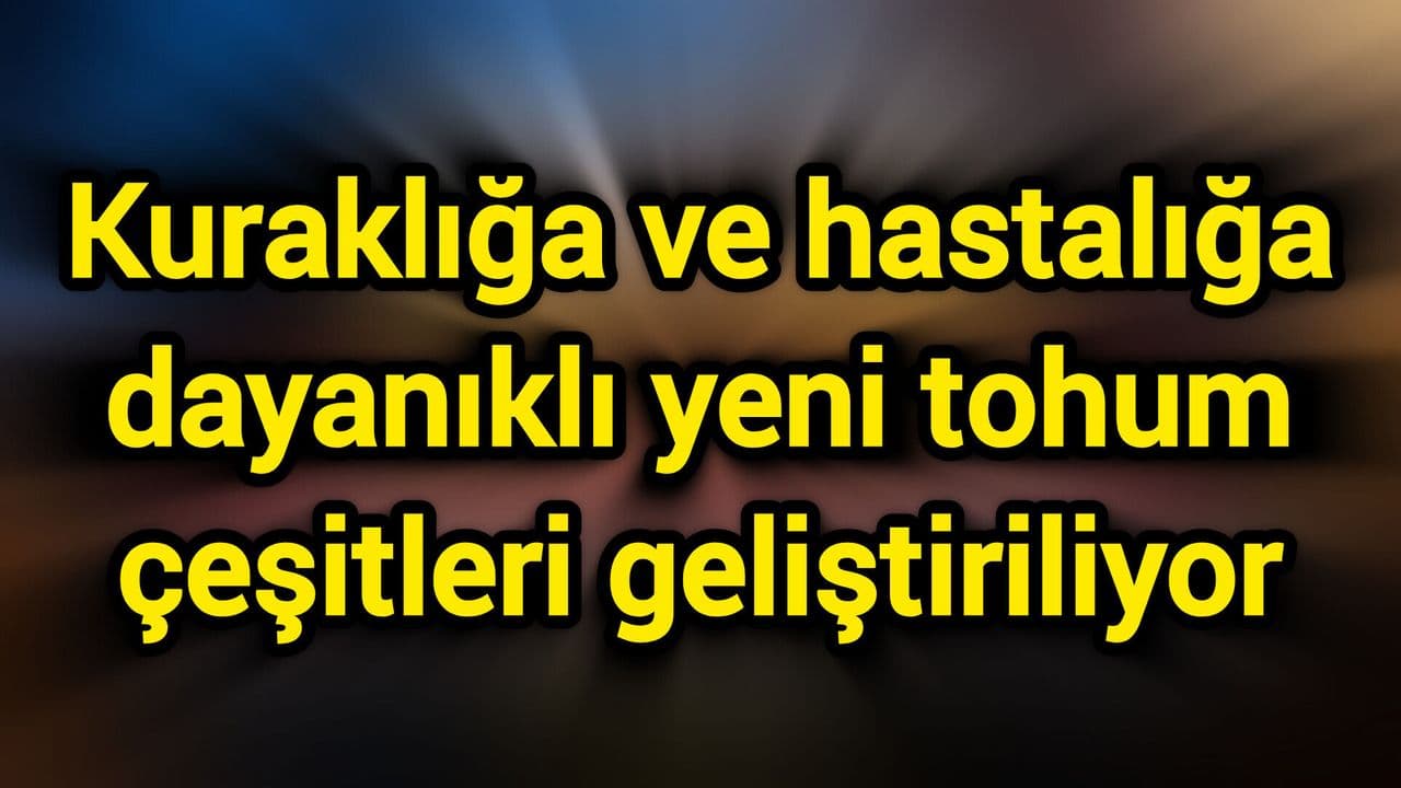 Kuraklık ve Hastalıklara Dayanıklı Yeni Tohum Çeşitleri Çanakkale’de Geliştiriliyor