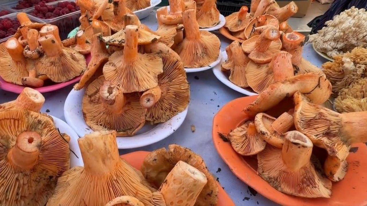 Doğadan Toplanan Mantarlar İçin Uyarı: Zehirlenme Riskleri ve Uzman Tavsiyeleri