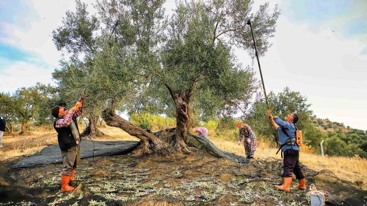 Zeytinyağında Hile Uyarısı: 800 TL'ye Satılan Yağa Dikkat!