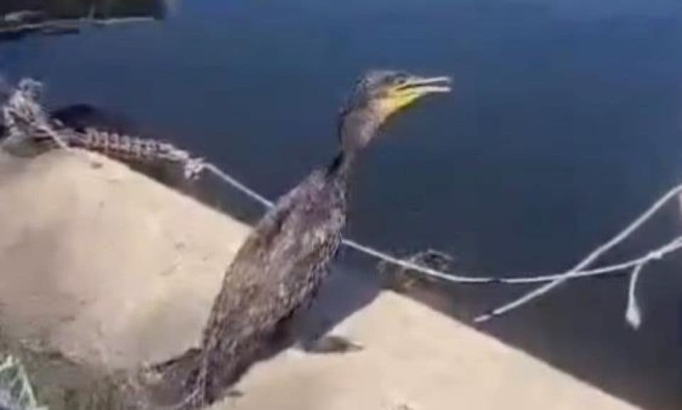 Çanakkale'de Olta Misinası Yaralanan Karabatak Sağlığına Kavuştu