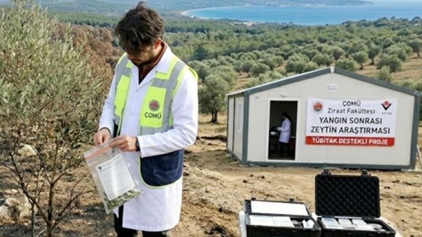 Zeytin Yetiştiriciliğinde Yangın Etkisi Araştırılıyor