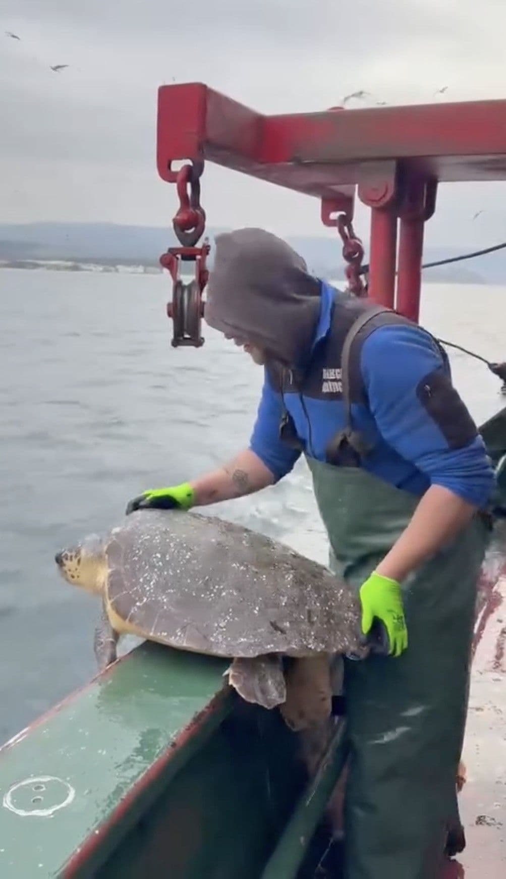 Çanakkale Boğazı'nda Duyarlı Kurtuluş: Gelibolu Açıklarında Caretta Caretta Yeniden Özgür