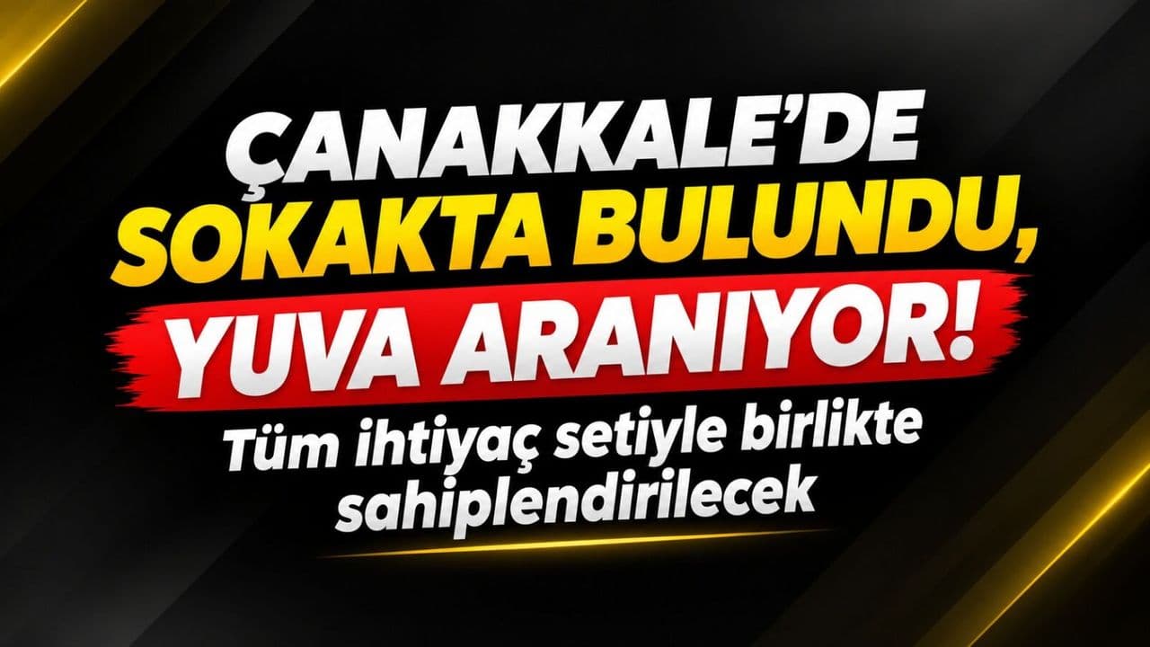 Sokakta bulundu, yuva aranıyor: Tüm ihtiyaç setiyle eşliğinde sahiplendirilecek Çanakkale'de