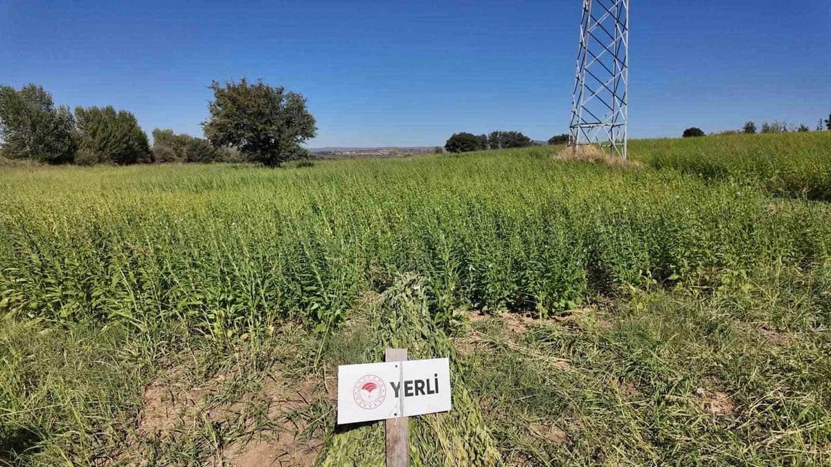 Susamda Yeni Dönem: 7 Yerli Çeşit Makineyle Hasat Edildi haberi