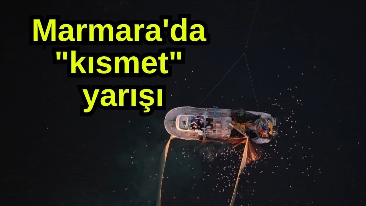 Çanakkale'de Martıların Balık Avı Şovuna Tanık Olun