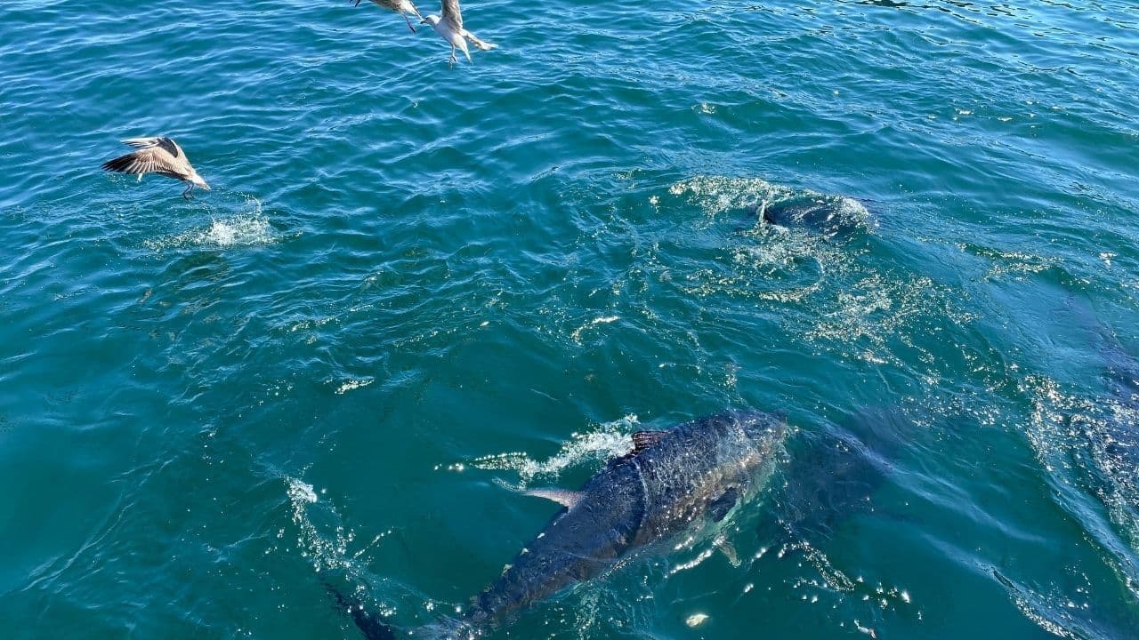 Marmara Denizi’nde Orkinos Popülasyonu Yeniden Canlanıyor – Çanakkale’ye Özel Analiz
