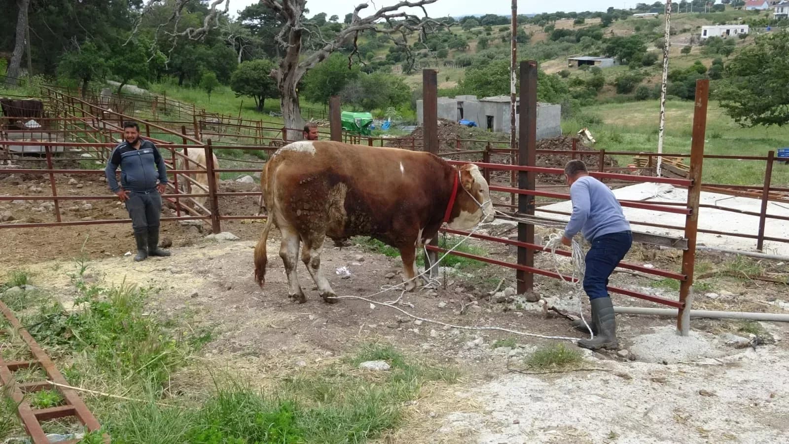 İlginç Boğa: 1 Tonluk 'Paşaköy Efesi' 420 Bin TL'den Satışta