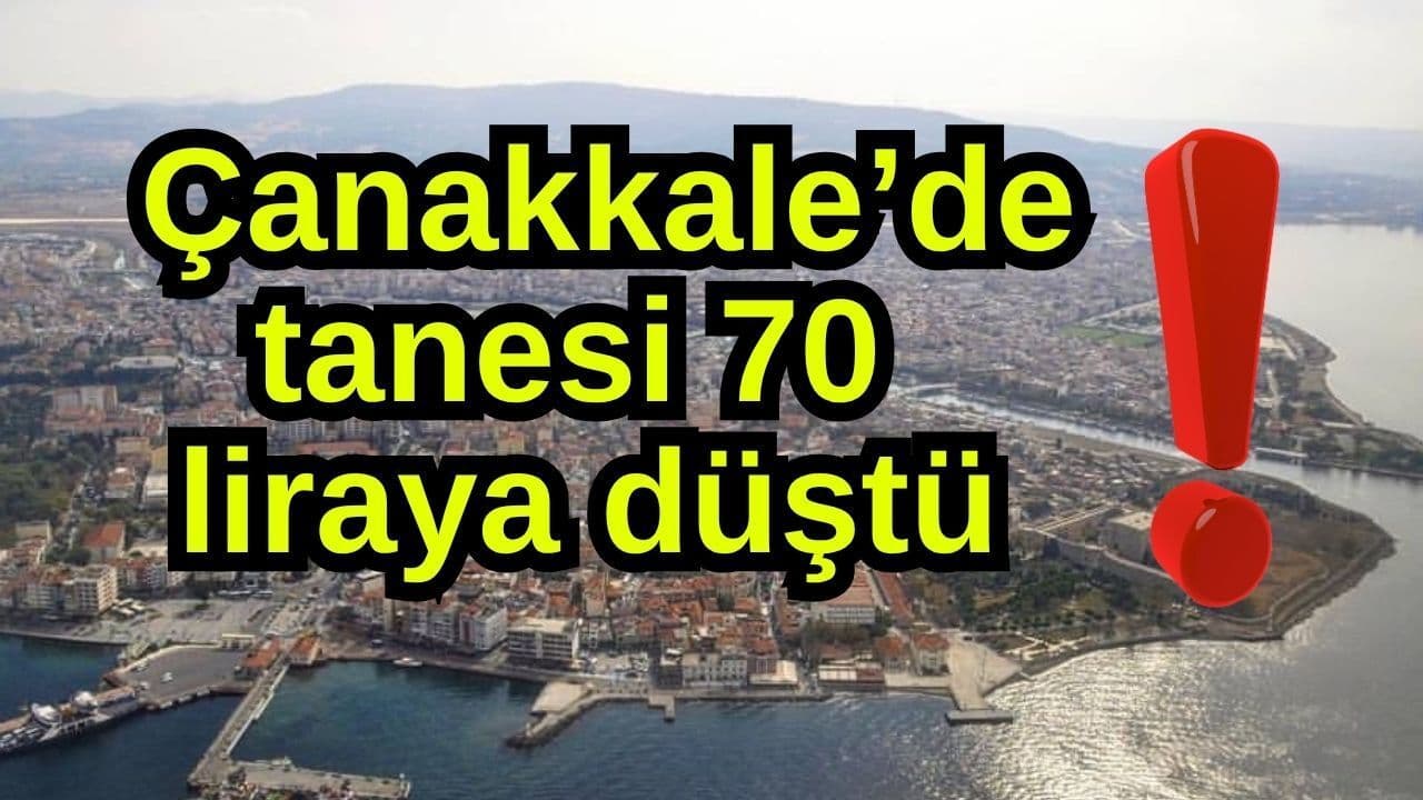 Çanakkale’de balık fiyatları düşüyor: Palamut 70 liraya kadar