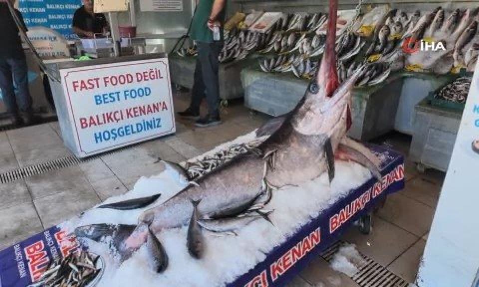 Çanakkale’de dev kılıç balığı Beylikdüzü’de sergilenecek