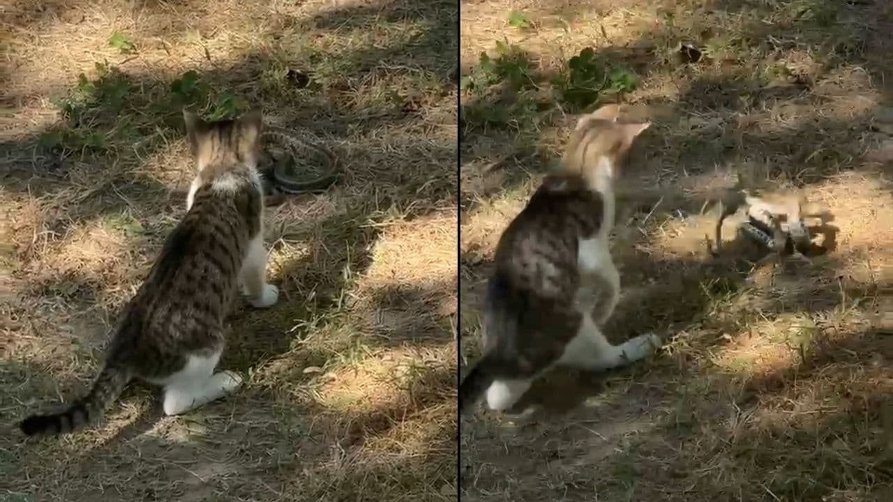 Kedi ile yılanın Çanakkale Bahçesinde Mücadelesi