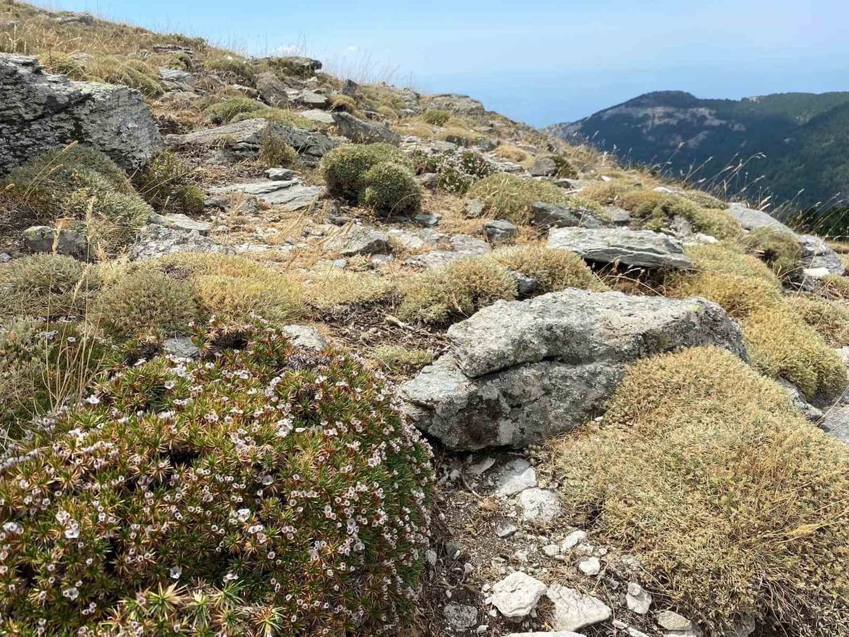 Sarıkız Tepesi'nde yepyeni tür: Çanakkale'de yer alan böcek yalnız Kardikeni bitkisinde yaşıyor