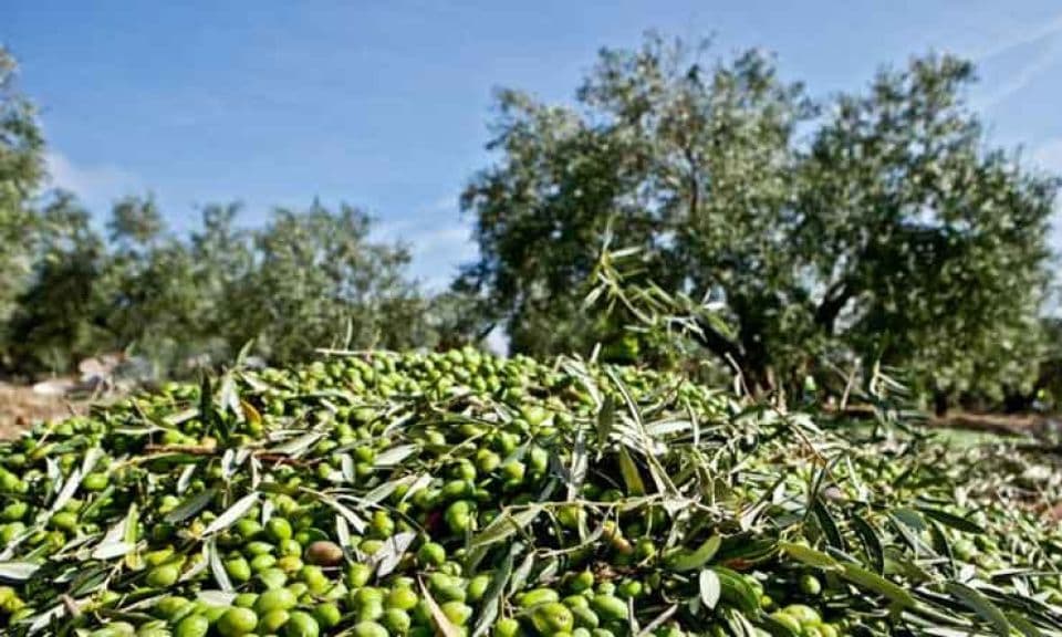 ÇOMÜ’de Kökten Gelen Zeytin Çalıştayı Kapılarını Açıyor