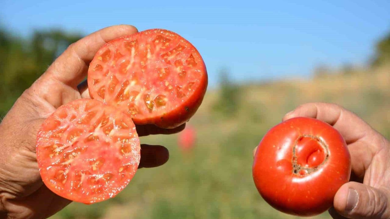 Susuz yetişen çeşni domatesi kesif istek görüyor