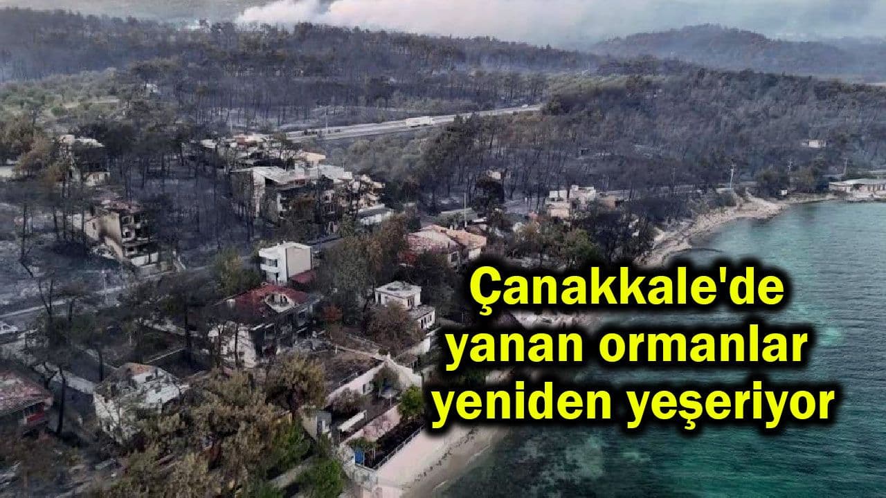 Çanakkale'nin Küllerinden Doğan Umut: Güzelyalı Ormanları Yeniden Yeşeriyor