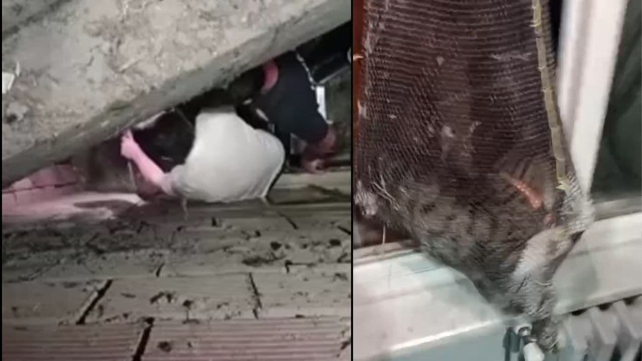 Apartman boşluğuna düşen yavru kedi böyle kurtarıldı (Video) Çanakkale'de