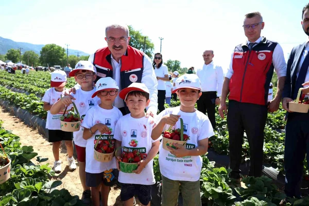 Yenice'de Çilek Hasadı Kutlandı