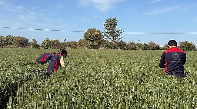 Çiftçilere Süne Uyarısı: İlaçlama için Resmi İlan Beklenmeli
