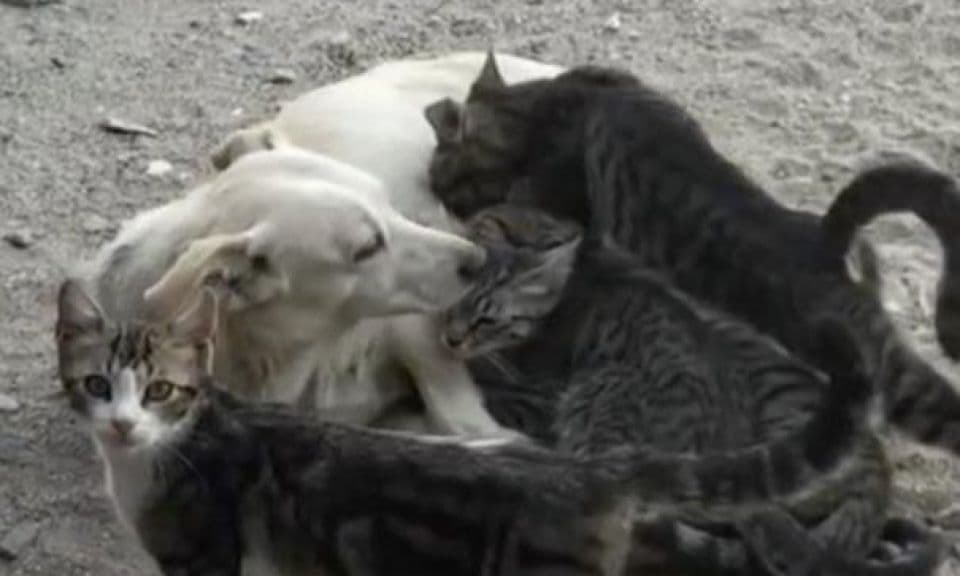 Bayramiç’te Anne Köpek, Yavru Kedilere Şefkatli Bakım Sunuyor