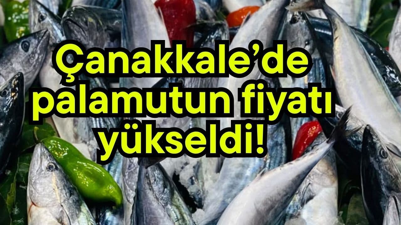 Çanakkale’de palamutun ücreti tırmandı!
