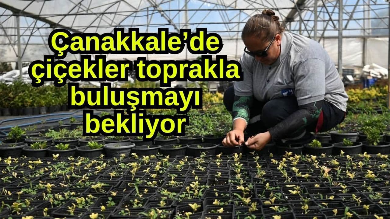 Çanakkale’de çiçekler toprakla buluşmayı bekliyor