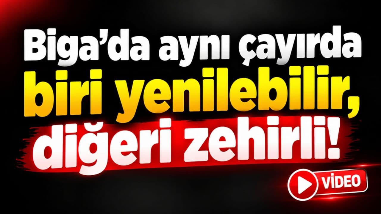 Aynı çayırda biri yenilebilir, diğeri zehirli Biga’da