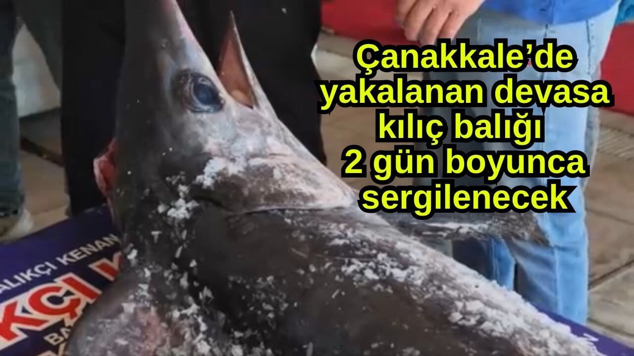 Çanakkale Boğazı'ndan Çıkan Devasa Kılıç Balığıyla Gelen Bereket Müjdesi: Denizlerimiz Canlandı!