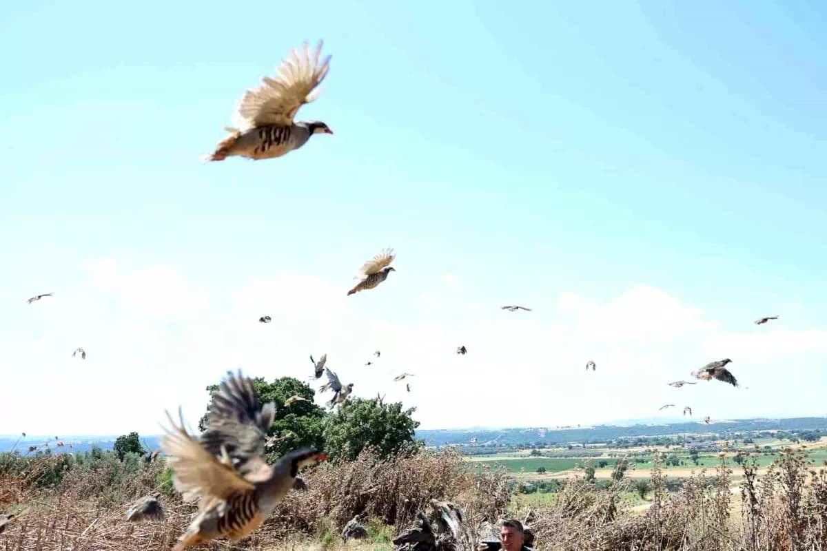 Çanakkale'de Doğaya 1000 Kınalı Keklik Salındı