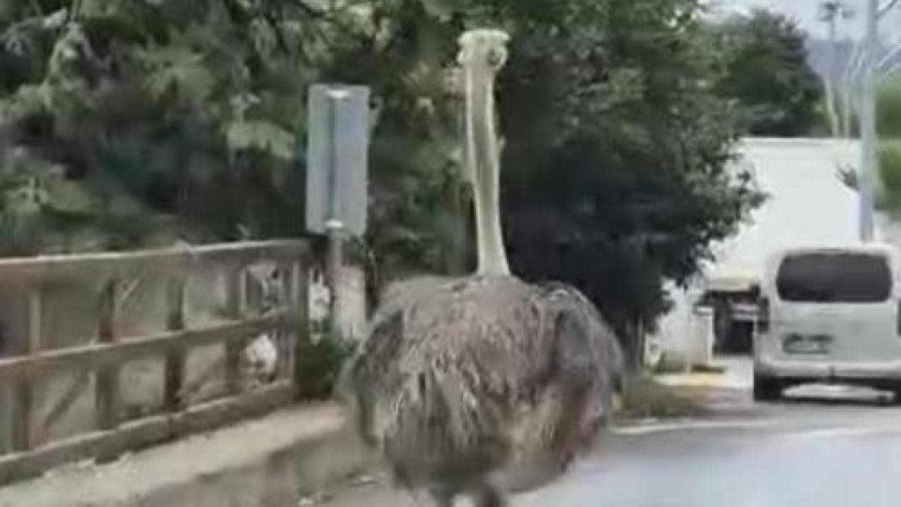 Şile’de Devekuşu Kaçışı Trafikte Kaos Yarattı