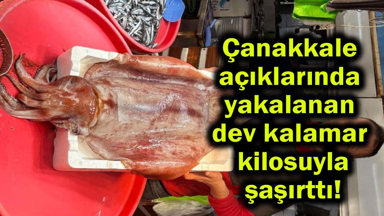 Çanakkale Açıklarında Yakalanan 15 Kiloluk Dev Kalamar Şaşkınlık Yarattı!