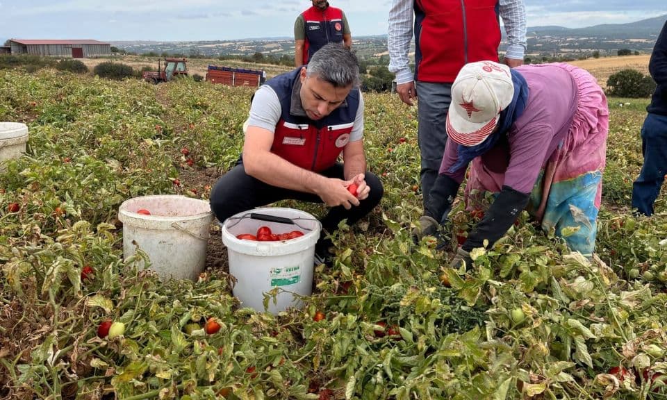 Bayramiç Domates Hasadında Kaymakam Emrah Bütün De Katıldı